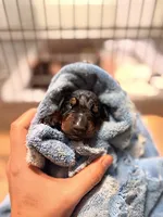 Phantom's The Generator "VJ edgecombe" European, a male Doberman Pinscher for sale in Columbus, OH – 1 of 2