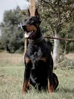 Phantom’s Yves Saint Laurent-Full European, a female Doberman Pinscher for sale in Columbus, OH – 8 of 9