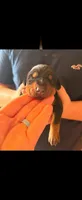 Phantom’s Yves Saint Laurent-Full European, a female Doberman Pinscher for sale in Columbus, OH – 5 of 9
