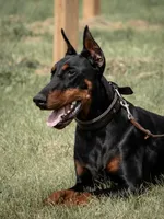 Phantom’s Yves Saint Laurent-Full European, a female Doberman Pinscher for sale in Columbus, OH – 9 of 9