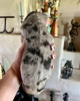 Phantom's Energy Shifter "Jaylen Brown", a male Great Dane for sale in Philadelphia, PA – 3 of 5