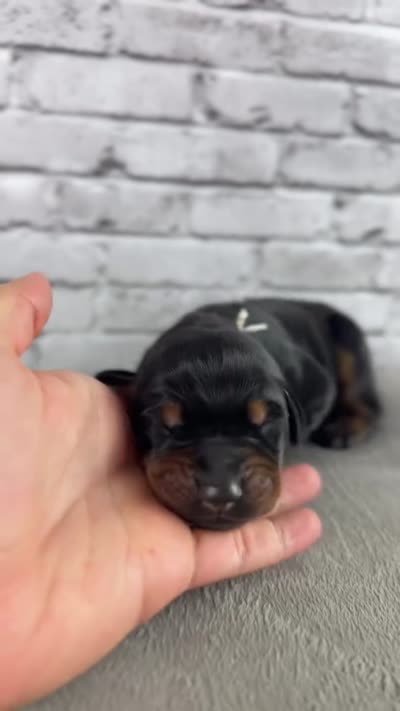 Phantom’s Coco Chanel-Full European , a female Doberman Pinscher for sale in Columbus, OH – 2 of 9