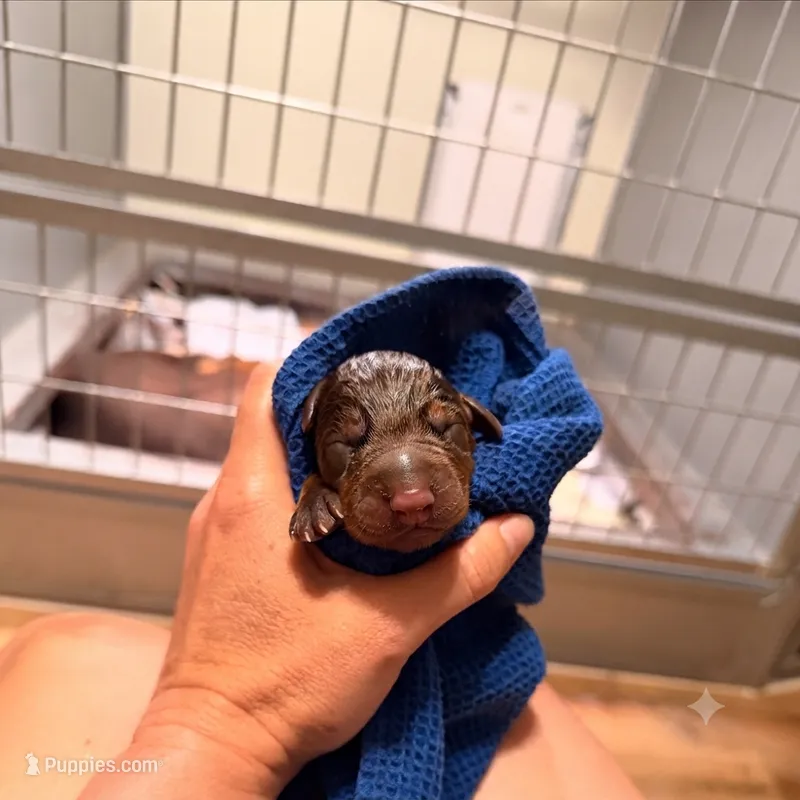 Phantom's Bayou Barbie "Angel Reese"”European” – Doberman Pinscher puppy for sale in Columbus, OH