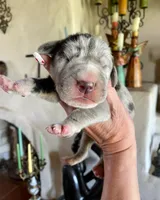 Phantom's Bayou Barbie "Angel Reese", a female Great Dane for sale in Philadelphia, PA – 1 of 5