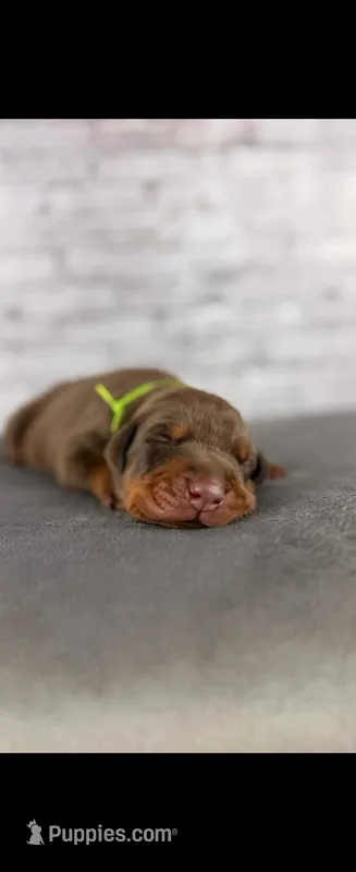 Phantom’s Giorgio Armani – Doberman Pinscher puppy for sale in Columbus, OH
