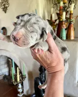 Phantom's Bayou Barbie "Angel Reese", a female Great Dane for sale in Philadelphia, PA – 3 of 5
