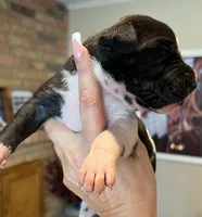 Phantom's M’VP of the WNBA "A’Ja Wilson", a female Great Dane for sale in Philadelphia, PA – 4 of 4