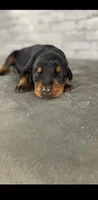 Phantom’s Burberry Copper, a male Doberman Pinscher for sale in Columbus, OH – 4 of 9