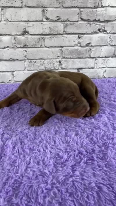 Phantom’s Fendi Fantasy-Full European, a female Doberman Pinscher for sale in Columbus, OH – 3 of 9