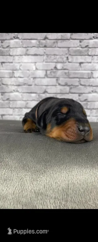 Phantom's Energy Shifter "Jaylen Brown"”European” – Doberman Pinscher puppy for sale in Orlando, FL