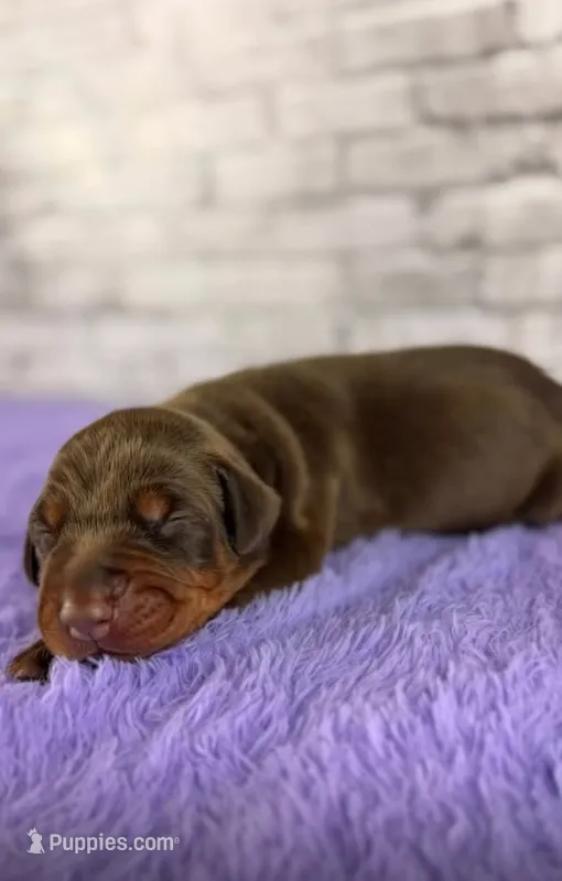Phantom’s Fendi Fantasy-Full European – Doberman Pinscher puppy for sale in Columbus, OH