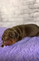 Phantom’s Fendi Fantasy-Full European, a female Doberman Pinscher for sale in Columbus, OH – 1 of 9