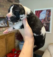Phantom's M’VP of the WNBA "A’Ja Wilson", a female Great Dane for sale in Philadelphia, PA – 2 of 4