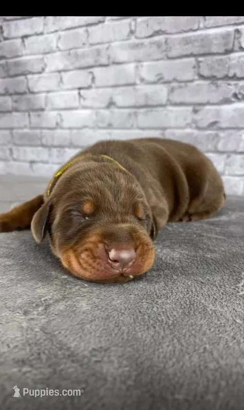 Phantom’s Prada Precision-Full European  – Doberman Pinscher puppy for sale in Columbus, OH