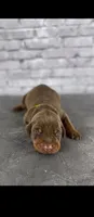 Phantom’s Prada Precision-Full European , a female Doberman Pinscher for sale in Columbus, OH – 4 of 10