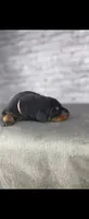 Phantom’s Tom Ford Noir-Full European , a male Doberman Pinscher for sale in Columbus, OH – 5 of 9