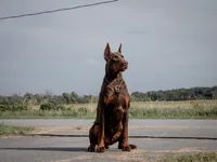 Phantom’s Tom Ford Noir-Full European , a male Doberman Pinscher for sale in Columbus, OH – 7 of 9