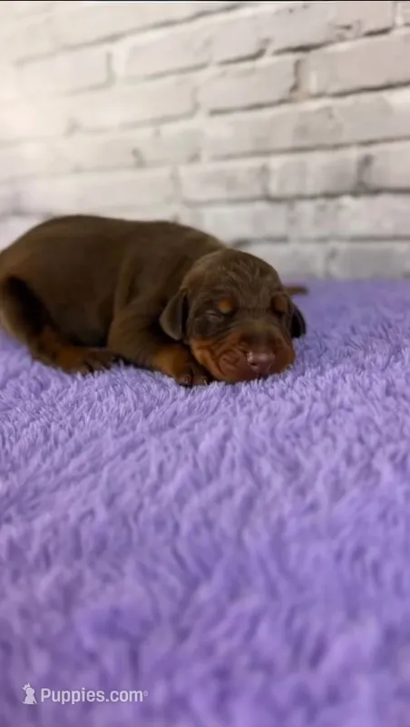 Phantom's Bayou Barbie "Angel Reese"”European” – Doberman Pinscher puppy for sale in Orlando, FL