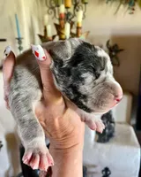 Phantom's Energy Shifter "Jaylen Brown", a male Great Dane for sale in Philadelphia, PA – 4 of 5
