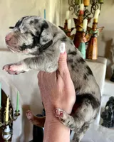 Phantom's Energy Shifter "Jaylen Brown", a male Great Dane for sale in Philadelphia, PA – 5 of 5