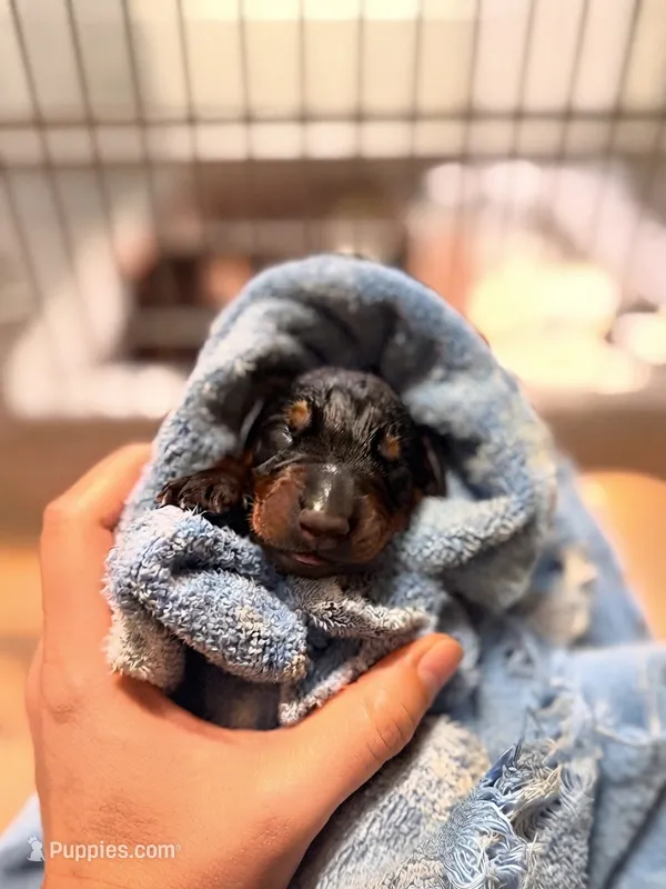 Phantom's Beauty & The Beast "Rickea Jackson" European – Doberman Pinscher puppy for sale in Columbus, OH
