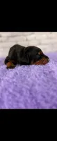 Phantom’s Yves Saint Laurent-Full European, a female Doberman Pinscher for sale in Columbus, OH – 3 of 9