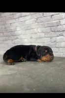Phantom’s Tom Ford Noir-Full European , a male Doberman Pinscher for sale in Columbus, OH – 3 of 9