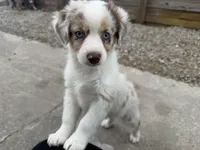 Tig, a male Miniature Australian Shepherd for sale in Kansas City, MO – Photo 3 of 5