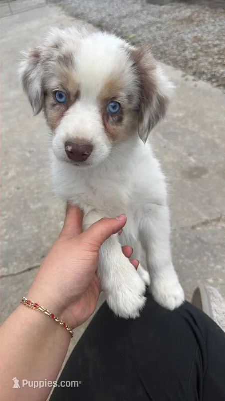Tig – Miniature Australian Shepherd puppy for sale in Kansas City, MO