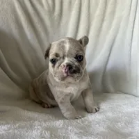 Obi, a female French Bulldog for sale in Columbia, MD – 2 of 4