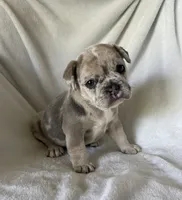 Yuki, a female French Bulldog for sale in Columbia, MD – 3 of 4