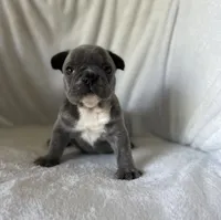 Bella, a female French Bulldog for sale in Columbia, MD – 4 of 4