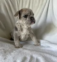Yuki, a female French Bulldog for sale in Columbia, MD – 4 of 4