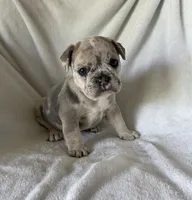 Yuki, a female French Bulldog for sale in Columbia, MD – 2 of 4