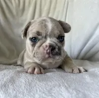 Obi, a female French Bulldog for sale in Columbia, MD – 3 of 4