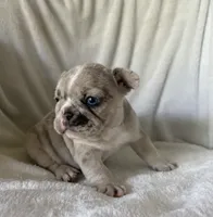 Obi, a female French Bulldog for sale in Columbia, MD – 4 of 4