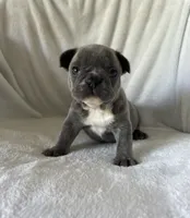 Bella, a female French Bulldog for sale in Columbia, MD – 3 of 4