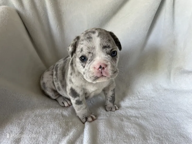 Blake – French Bulldog puppy for sale in Columbia, MD