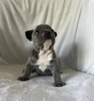 Bella, a female French Bulldog for sale in Columbia, MD – 2 of 4