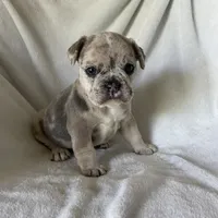 Yuki, a female French Bulldog for sale in Columbia, MD – 1 of 4