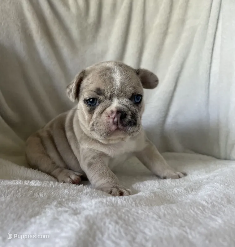 Obi – French Bulldog puppy for sale in Columbia, MD