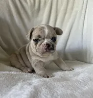 Obi, a female French Bulldog for sale in Columbia, MD – 1 of 4