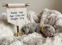Yuki, a female French Bulldog for sale in Columbia, MD – 1 of 1