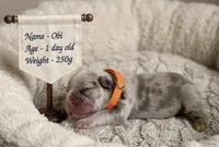Obi, a female French Bulldog for sale in Columbia, MD – 1 of 1