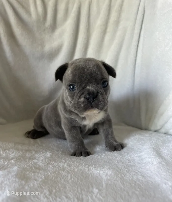 Bella – French Bulldog puppy for sale in Columbia, MD