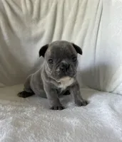 Bella, a female French Bulldog for sale in Columbia, MD – 1 of 4