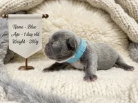 Blue, a male French Bulldog for sale in Columbia, MD – 1 of 1