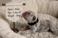 Blake, a male French Bulldog for sale in Columbia, MD – 1 of 1