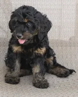 Teddy, a male Goldendoodle for sale in Saint Marys, KS – 3 of 6