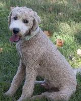 Buddy, a male Goldendoodle for sale in Saint Marys, KS – 3 of 8